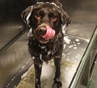 Dog Being Washed